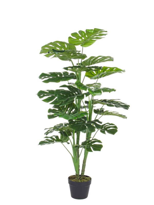 VESTACKO DRVO FILADENDRON H120CM