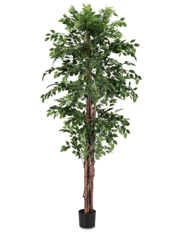 VESTACKO DRVO FIKUS H210CM